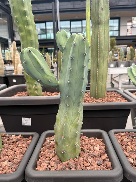 Myrtillocactus geometrizans (Recogida en tienda)