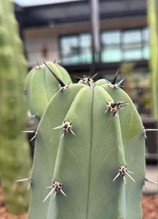 Myrtillocactus geometrizans (In-store pickup)