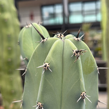 Myrtillocactus geometrizans (Recogida en tienda)