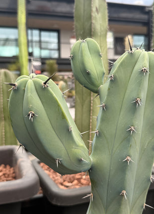 Myrtillocactus geometrizans (In-store pickup)