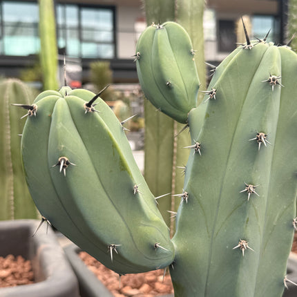Myrtillocactus geometrizans (Recogida en tienda)