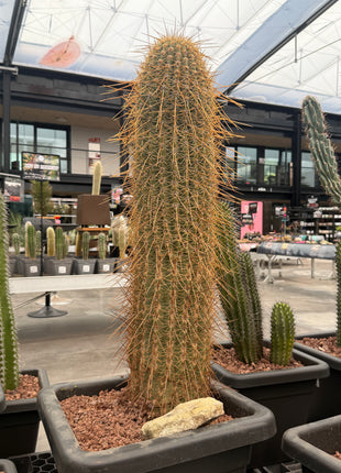 Trichocereus terscheckii (Store pick-up)