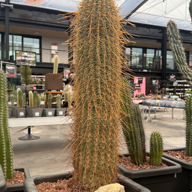 Trichocereus terscheckii (Recogida en tienda)