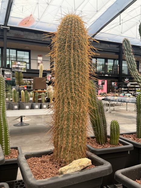 Trichocereus terscheckii (Recogida en tienda)