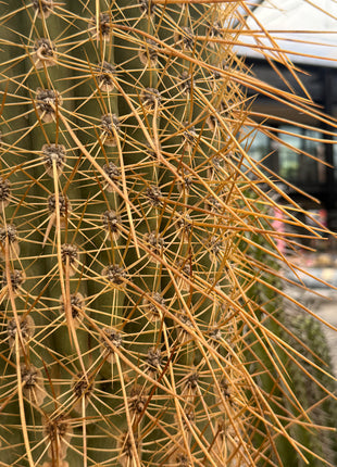 Trichocereus terscheckii (Store pick-up)