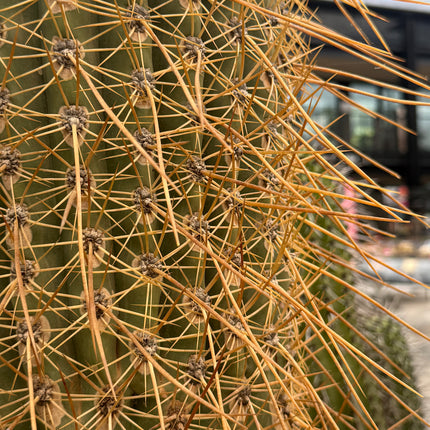 Trichocereus terscheckii (Recogida en tienda)