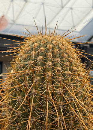 Trichocereus terscheckii (Store pick-up)