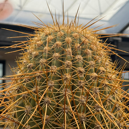 Trichocereus terscheckii (Recogida en tienda)