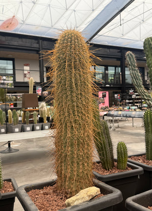 Trichocereus terscheckii (Store pick-up)