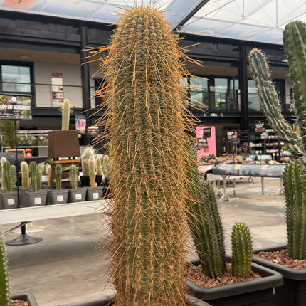 Trichocereus terscheckii (Recogida en tienda)