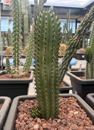 Stenocereus thurberi (Store Pickup)