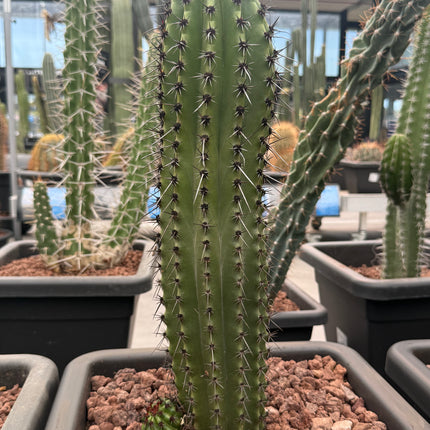 Stenocereus thurberi (Recogida en tienda)