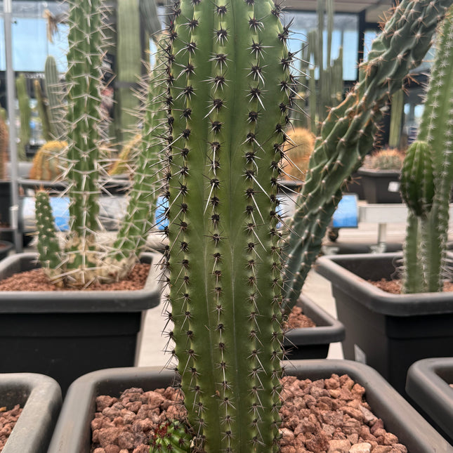 Stenocereus thurberi (Store Pickup)