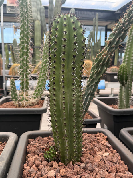 Stenocereus thurberi (Recogida en tienda)