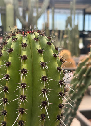 Stenocereus thurberi (Store Pickup)