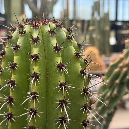 Stenocereus thurberi (Recogida en tienda)