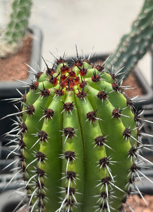 Stenocereus thurberi (Store Pickup)