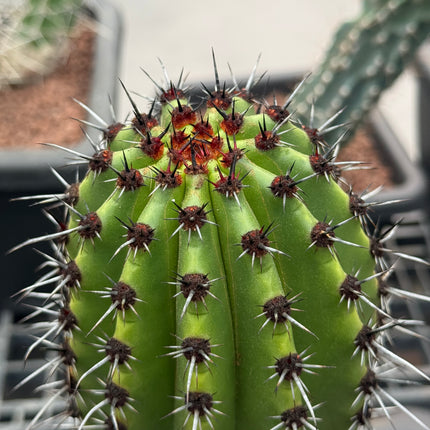 Stenocereus thurberi (Recogida en tienda)
