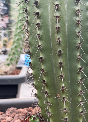 Stenocereus thurberi (Store Pickup)