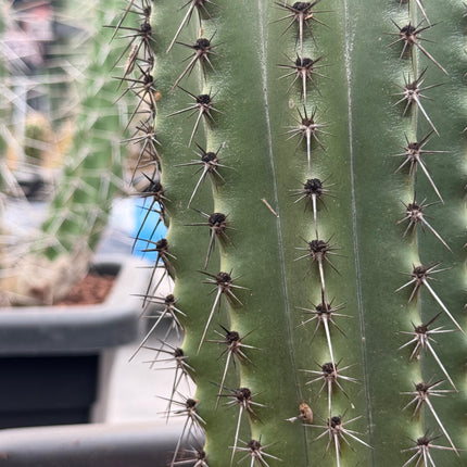Stenocereus thurberi (Recogida en tienda)