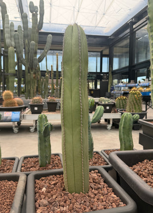 Lophocereus marginatus (Store pickup)