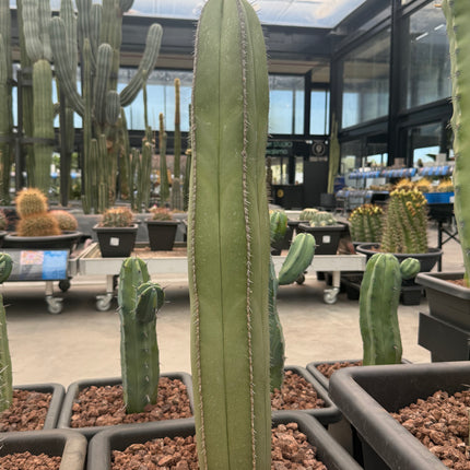 Lophocereus marginatus (Recogida en tienda)