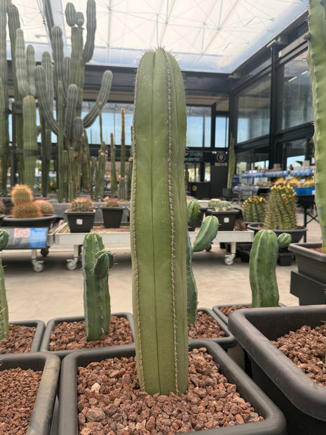 Lophocereus marginatus (Recogida en tienda)