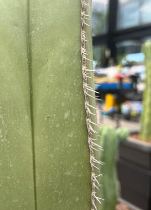 Lophocereus marginatus (Store pickup)
