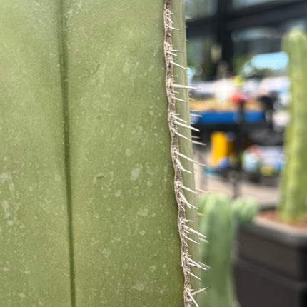 Lophocereus marginatus (Recogida en tienda)