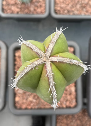 Lophocereus marginatus (Store pickup)