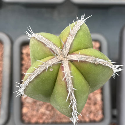 Lophocereus marginatus (Recogida en tienda)