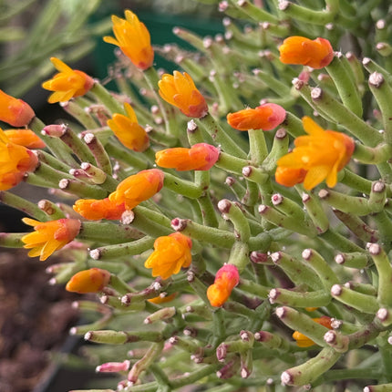Rhipsalis baccifera