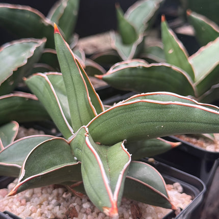 Dracaena (Sansevieria) ehrenbergii "Samurai"
