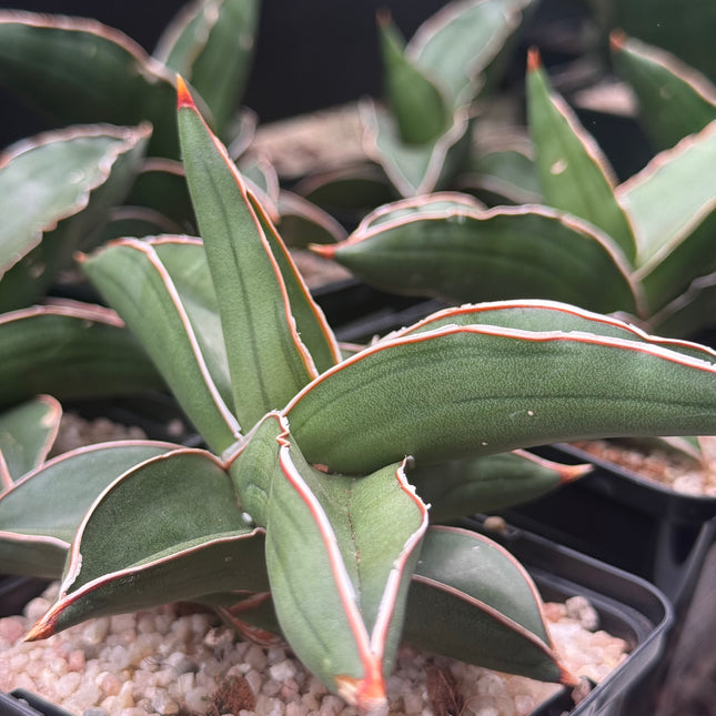 Dracaena (Sansevieria) ehrenbergii "Samurai"