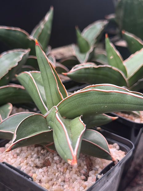 Dracaena (Sansevieria) ehrenbergii "Samurai"