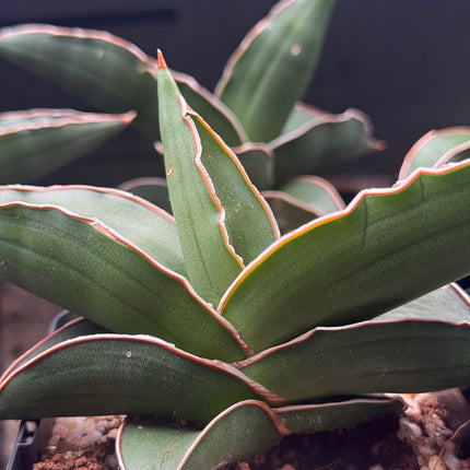 Dracaena (Sansevieria) ehrenbergii "Samurai"