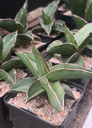 Dracaena (Sansevieria) ehrenbergii "Samurai"