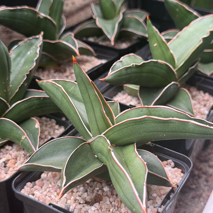 Dracaena (Sansevieria) ehrenbergii "Samurai"