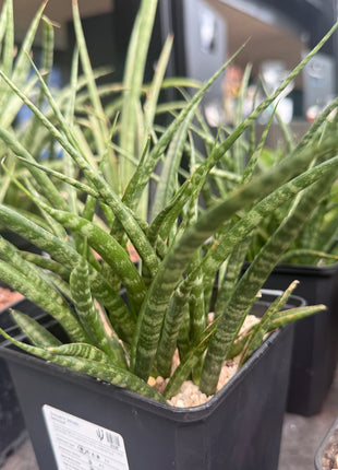 Dracaena (Sansevieria) 'Mikado Fernwood'
