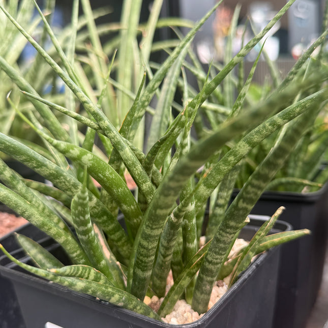Dracaena (Sansevieria) 'Mikado Fernwood'