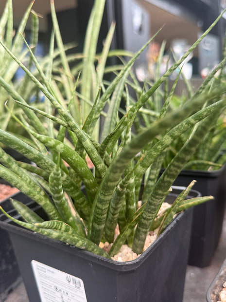 Dracaena (Sansevieria) 'Mikado Fernwood'