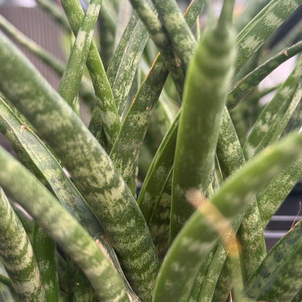 Dracaena (Sansevieria) 'Mikado Fernwood'
