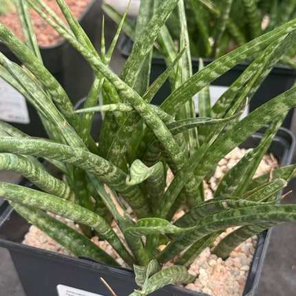 Dracaena (Sansevieria) 'Mikado Fernwood'