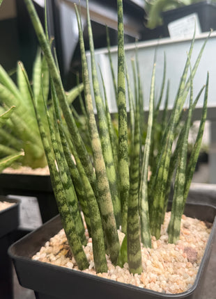 Dracaena (Sansevieria) ‘Mikado Tiger’