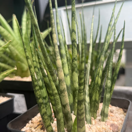 Dracaena (Sansevieria) 'Mikado Tiger'