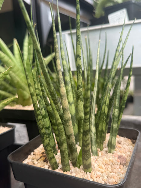 Dracaena (Sansevieria) ‘Mikado Tiger’