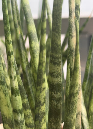 Dracaena (Sansevieria) ‘Mikado Tiger’