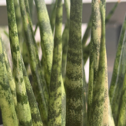 Dracaena (Sansevieria) 'Mikado Tiger'
