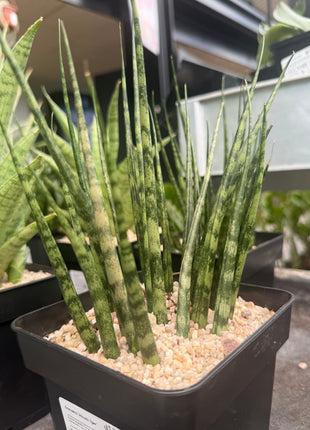 Dracaena (Sansevieria) ‘Mikado Tiger’