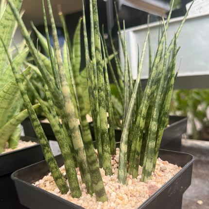 Dracaena (Sansevieria) 'Mikado Tiger'